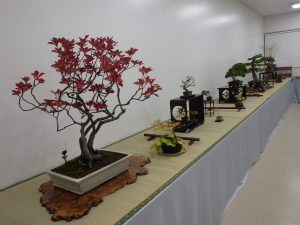 秋の風流盆栽展の様子。入り口すぐには真っ赤に紅葉したドウダンツツジの一席があり、奥に向かって小品盆栽の席や大型の松柏の席が見えます。