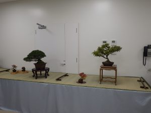 主がマツ、地板に載った添えに水石と赤い実を付けた小さい盆栽。その隣にまだ葉はが青くその間に紫色に染まりかけの実がついたコムラサキの盆栽と赤く色づいたカエデの一席