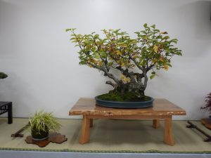 大きな木の台に乗った大きな落葉広葉樹が主の一席。赤い実が沢山ついていて、木の土際もかなりごつごつしているのが見える。