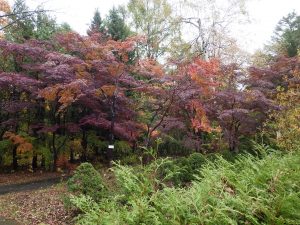 ちょっと枝数が減ってしまったノムラカエデとヤマモミジ