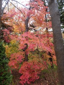 ヤマモミジの紅葉。オレンジ色から赤にグラデーションしている