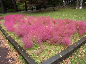 真っ赤になったホウキグサ