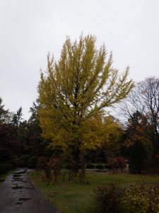 銀杏が黄色く色づいている