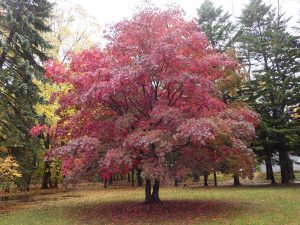 芝生広場のノムラカエデは紅葉が進み、真っ赤な部分が増えてきました
