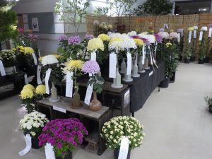 「菊花展」開催！と紅葉情報