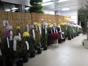 よしずの前に大菊1本立てや大菊3本仕立てが並ぶ