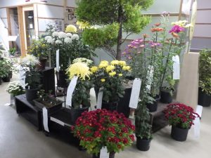 スプレー菊や懸崖仕立てなどを含めた自由部門