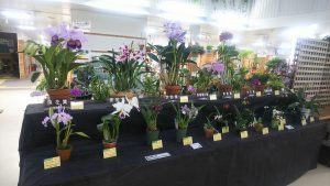 ｶﾄﾚｱやｵﾝｼｼﾞｭｳﾑなどが並ぶ会場