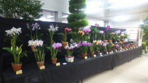 明日から洋ラン展が始まります♪