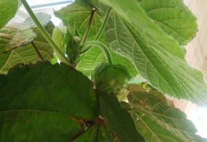 まだ蕾のドンベア