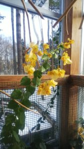 枝先に固まって咲くオレンジがかった黄色のブーゲンヴィレア