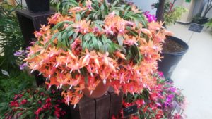 オレンジ色の花が満開に垂れ下がるシャコバサボテン