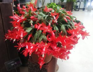 真っ赤な花が満開に咲くシャコバサボテン