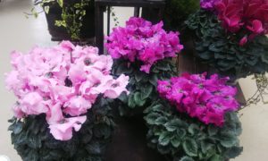 花に縁にフリルのついた薄いピンク～濃いピンク色のシクラメンが並ぶ