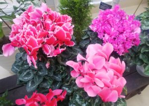 赤、ピンク、紫と色とりどり並ぶシクラメン