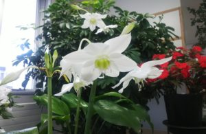 白い水仙のような花が咲くユーチャリス