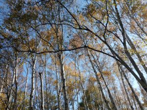 ほとんど葉が落ちたシラカバ林