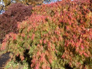 花木園　シダレモミジがオレンジ色に。