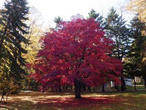芝生広場　ノムラカエデの燃えるような紅葉