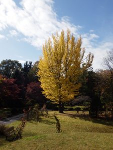 センターだよりと紅葉情報