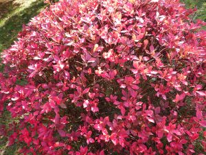 新芝生広場周辺の真っ赤な葉が美しいドウダンツツジ