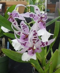 薄ピンクに濃いピンクのドット模様が付いた花が咲くアリセアラ