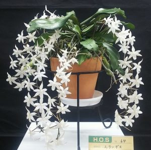 小さい白い花が垂れ下がって咲いている。