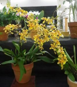 オレンジがかった黄色の小さな花が密集して咲くｵﾝｼｼﾞｭｳﾑ