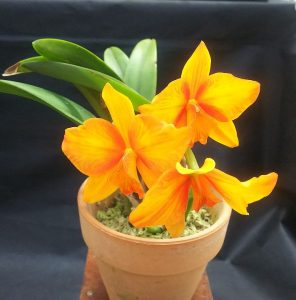 小さいオレンジ色の花が咲いている。