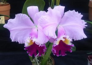 薄いﾋﾟﾝｸに濃いピンクのリップが綺麗なカトレア