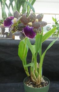 ヒョウ柄に濃い紫色のリップの花が咲くｼﾞｺﾊﾟﾌﾞｽﾃｨｱ