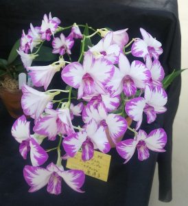 白に明るいﾋﾟﾝｸ色の筋が入った花が咲くデンドロビウム