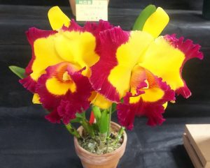 黄色に縁が濃い赤紫色の花が咲くﾘﾝｺﾚﾘﾄｶﾄﾚｱ