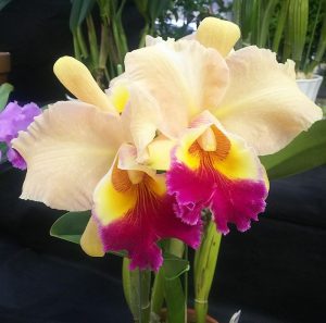 オレンジがかった黄色に鮮やかな赤紫色のリップが眩しいﾘﾝｺﾚﾘｵｶﾄﾚｱ