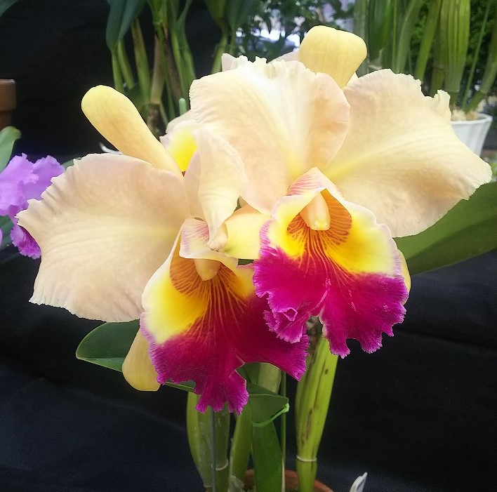 明日から洋ラン展が始まります♪ | 豊平公園 - 札幌市公園緑化協会