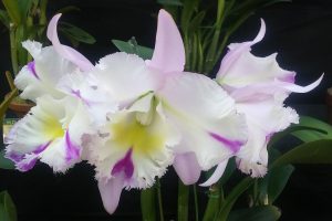 白から薄ピンク色の花が咲くﾘﾝｺﾚﾘｵｶﾄﾚｱ