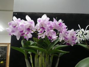 薄いピンク色のカトレアが沢山咲く。