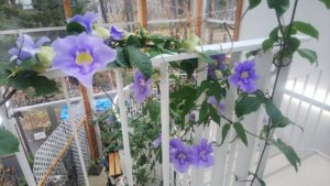 ラッパ状で淡い紫色の花が咲くベンガルヤハズカズラ