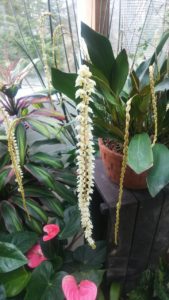 黄色味がかった白い小さな花が沢山付いて垂れ下がる様子