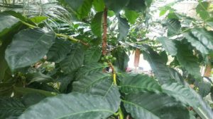 コーヒーノキに緑のコーヒー豆がなる様子