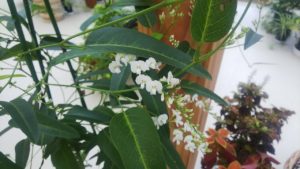 白く小さな蝶々のような花が連なって咲くハーデンベルギア