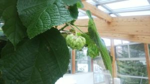 まだ蕾のドンベア