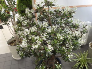 金のなる木の枝先に小さな白い花がたくさん咲き白い綿が乗っているように見える