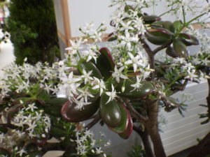 星形の白い小さな花が枝先に固まって咲いている様子。蕾はちらほらしか見えない