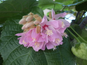 ドンベヤ開花　大きな葉の間からピンクの花が玉状にぶら下がっている