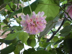 開花したドンベヤ。ピンクの花が玉状につき、枝からぶら下がっている