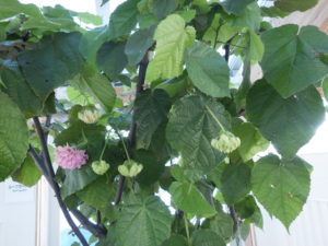 ドンベヤの蕾がたくさんぶら下がっている