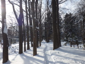 落葉したあとの黒い幹が白い雪の中にたくさん立っている