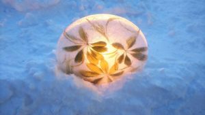 観葉植物を入れたアイスボード