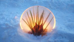 観葉植物のドラセナが入ったアイスボード